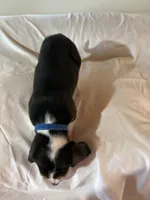 Blue , a male Beagle for sale in Moore, TX – 3 of 3