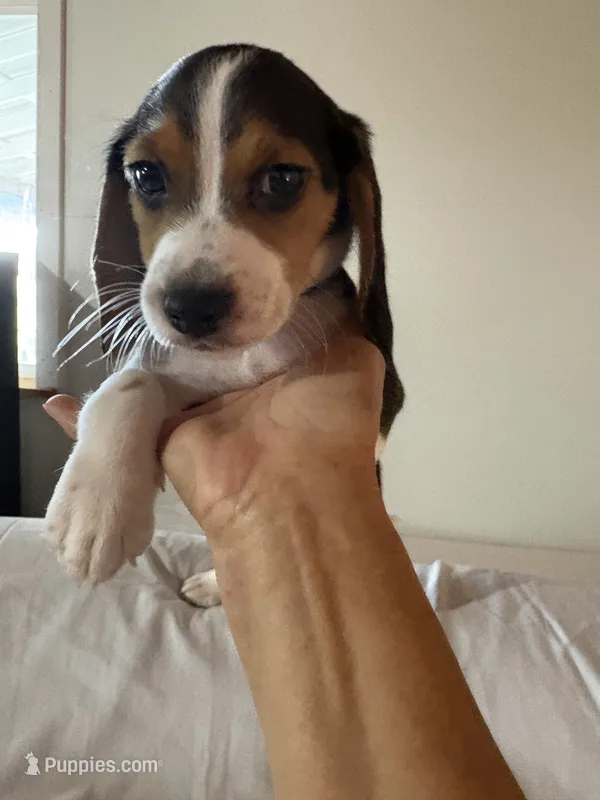 Blue  – Beagle puppy for sale in Moore, TX