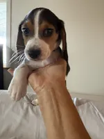 Blue , a male Beagle for sale in Moore, TX – 1 of 3