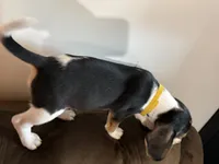 Yellow, a female Beagle for sale in Moore, TX – 2 of 2