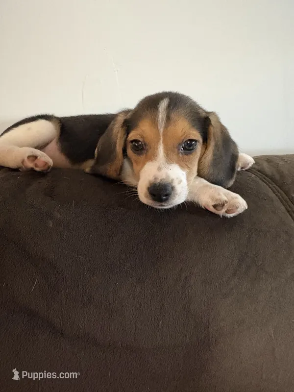 Orange – Beagle puppy for sale in Moore, TX