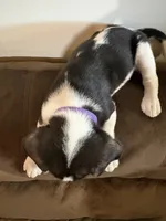 Purple, a female Beagle for sale in Moore, TX – 3 of 3