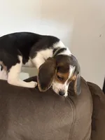 Green, a female Beagle for sale in Moore, TX – 2 of 3
