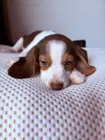 Lemon, a female Beagle for sale in Moore, TX – 2 of 3