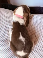 Lemon, a female Beagle for sale in Moore, TX – 3 of 3