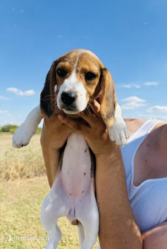 Orange – Beagle puppy for sale in Moore, TX