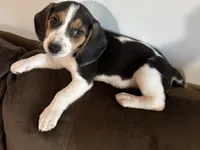 Purple, a female Beagle for sale in Moore, TX – 1 of 3