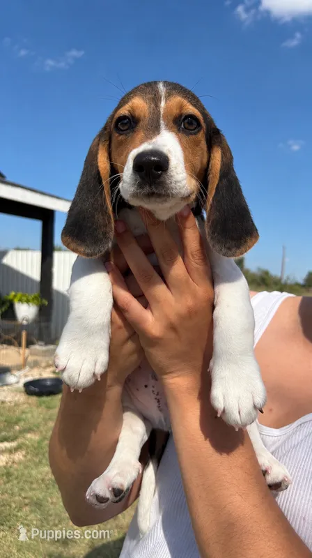 Brown – Beagle puppy for sale in Moore, TX