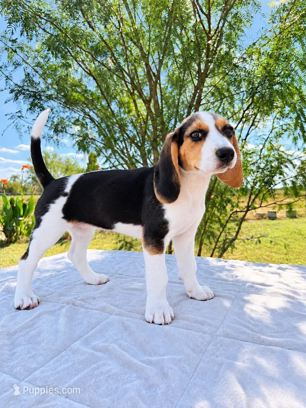 Purple – Beagle puppy for sale in Moore, TX