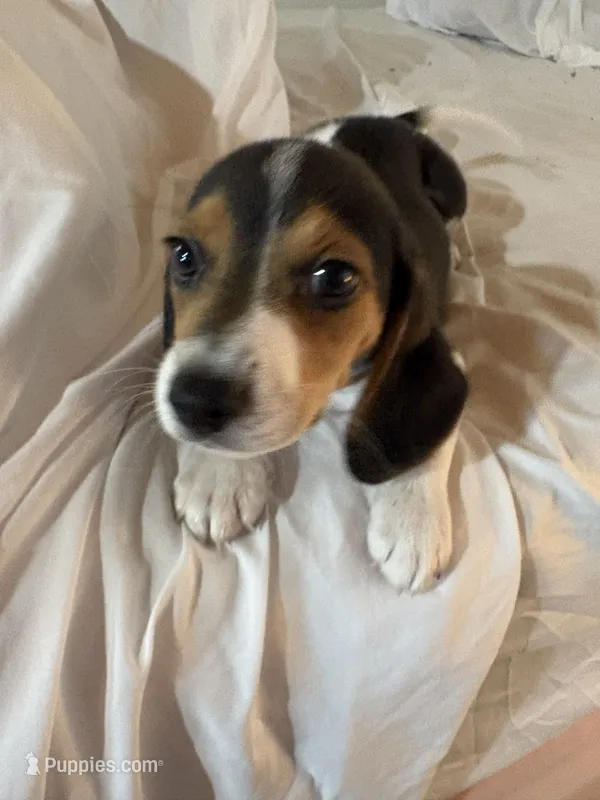Brown – Beagle puppy for sale in Moore, TX