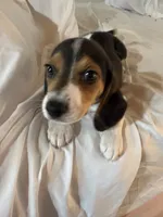 Brown, a male Beagle for sale in Moore, TX – 1 of 3