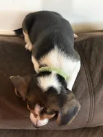 Green, a female Beagle for sale in Moore, TX – 3 of 3