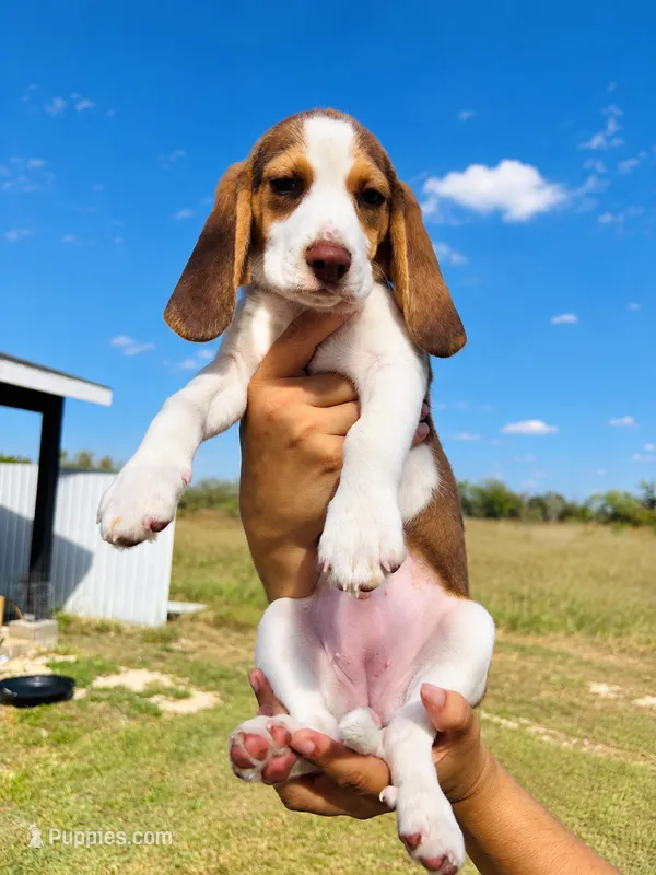 Lemon – Beagle puppy for sale in Moore, TX