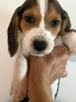 Green, a female Beagle for sale in Moore, TX – 1 of 3
