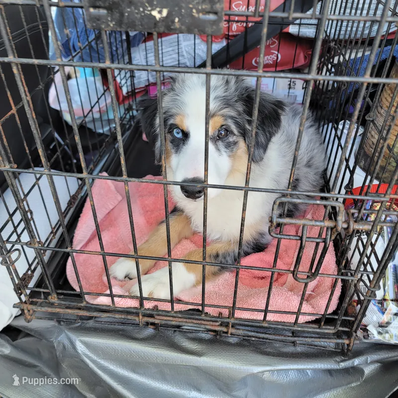Trinket  – Miniature American Shepherd puppy for sale in Foley, AL