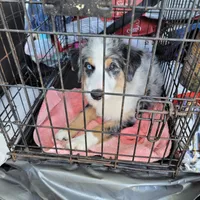 Trinket , a female Miniature American Shepherd for sale in Foley, AL – 1 of 1