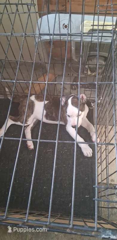 Fina – American Pit Bull Terrier puppy for sale in Kansas City, MO