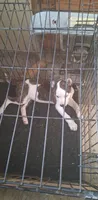 Fina, a female American Pit Bull Terrier for sale in Kansas City, MO – 1 of 1