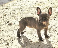 Jewel, a female French Bulldog for sale in Harker Heights, TX – Photo 2 of 6