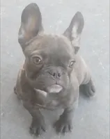 Jewel, a female French Bulldog for sale in Harker Heights, TX – Photo 1 of 6