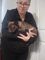 Jewel, a female French Bulldog for sale in Harker Heights, TX – Photo 3 of 6