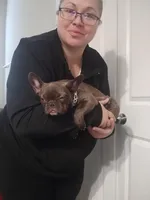 Jewel, a female French Bulldog for sale in Harker Heights, TX – Photo 5 of 6