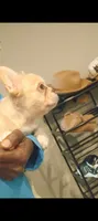 Sonny Boy Fluffy Isabella, a male French Bulldog for sale in Harker Heights, TX – Photo 2 of 4