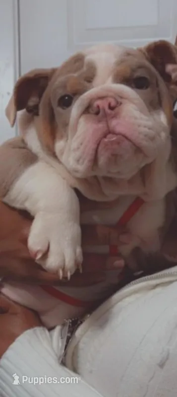 Princess Peppa, a female English Bulldog for sale in Harker Heights, TX – Photo 1 of 2