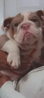 Princess Peppa, a female English Bulldog for sale in Harker Heights, TX – Photo 1 of 2