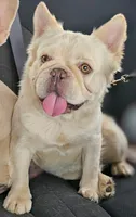 TeddyAKCFLUFFYISABELLA, a male French Bulldog for sale in Harker Heights, TX – Photo 6 of 6