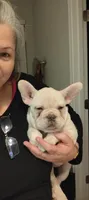 TeddyAKCFLUFFYISABELLA, a male French Bulldog for sale in Harker Heights, TX – Photo 1 of 6