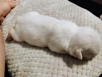 TeddyAKCFLUFFYISABELLA, a male French Bulldog for sale in Harker Heights, TX – Photo 4 of 6