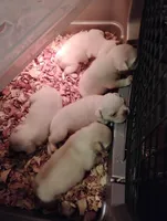 TeddyAKCFLUFFYISABELLA, a male French Bulldog for sale in Harker Heights, TX – Photo 3 of 6