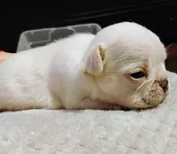 TeddyAKCFLUFFYISABELLA, a male French Bulldog for sale in Harker Heights, TX – Photo 5 of 6