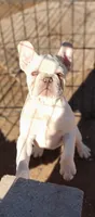 Rico, a male French Bulldog for sale in Harker Heights, TX – Photo 2 of 2