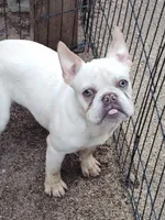 Rico, a male French Bulldog for sale in Harker Heights, TX – Photo 1 of 2
