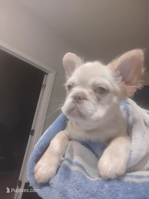 TrufflesAKCFLUFFYISABELLA, a male French Bulldog for sale in Harker Heights, TX – Photo 1 of 5