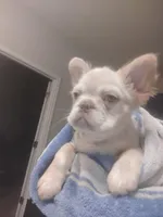 TrufflesAKCFLUFFYISABELLA, a male French Bulldog for sale in Harker Heights, TX – Photo 1 of 5