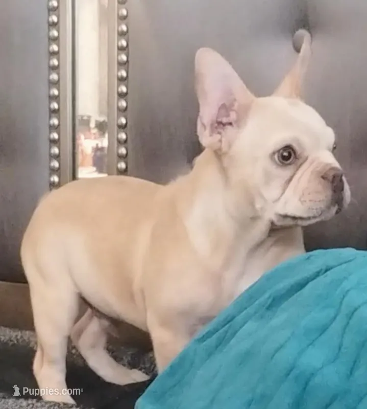 CottonAKCFLUFFYCARRIERISABELLA