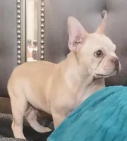 CottonAKCFLUFFYCARRIERISABELLA, a male French Bulldog for sale in Harker Heights, TX – Photo 1 of 6