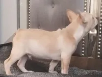 CottonAKCFLUFFYCARRIERISABELLA, a male French Bulldog for sale in Harker Heights, TX – Photo 3 of 6