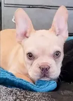 CottonAKCFLUFFYCARRIERISABELLA, a male French Bulldog for sale in Harker Heights, TX – Photo 5 of 6