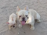 CottonAKCFLUFFYCARRIERISABELLA, a male French Bulldog for sale in Harker Heights, TX – Photo 4 of 6