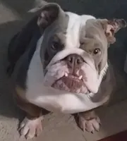 Zulu, a male English Bulldog for sale in Harker Heights, TX – Photo 2 of 2