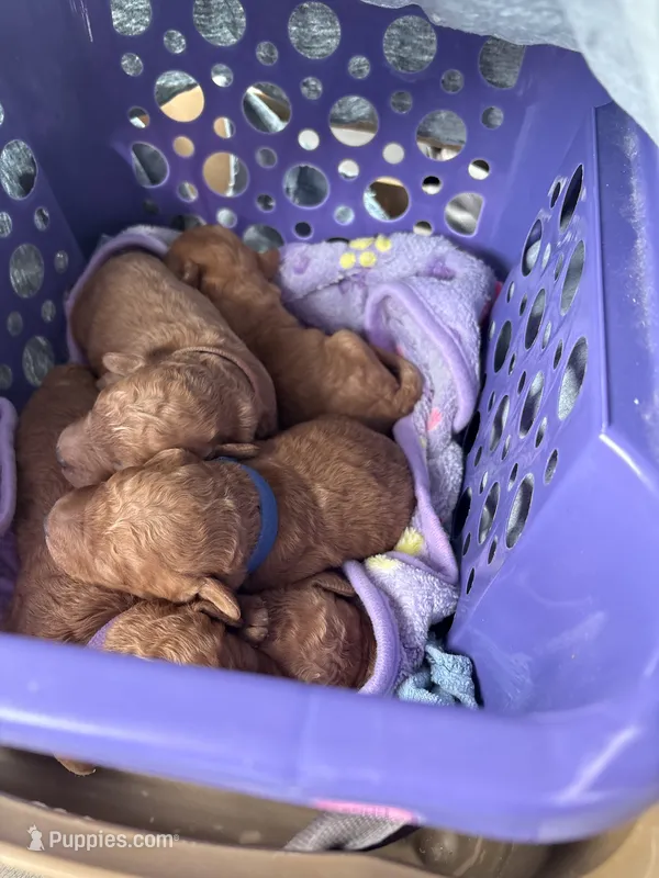 Rusty, a male Miniature Goldendoodle for sale in Hillsboro, WI – 1 of 4