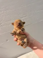Rusty, a male Miniature Goldendoodle for sale in Hillsboro, WI – 4 of 4