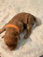 Rusty, a male Miniature Goldendoodle for sale in Hillsboro, WI – 2 of 4