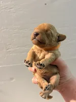 Rusty, a male Miniature Goldendoodle for sale in Hillsboro, WI – 3 of 4