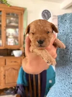 Rover, a male Poodle - Miniature  and Miniature Goldendoodle for sale in Hillsboro, WI – 2 of 2