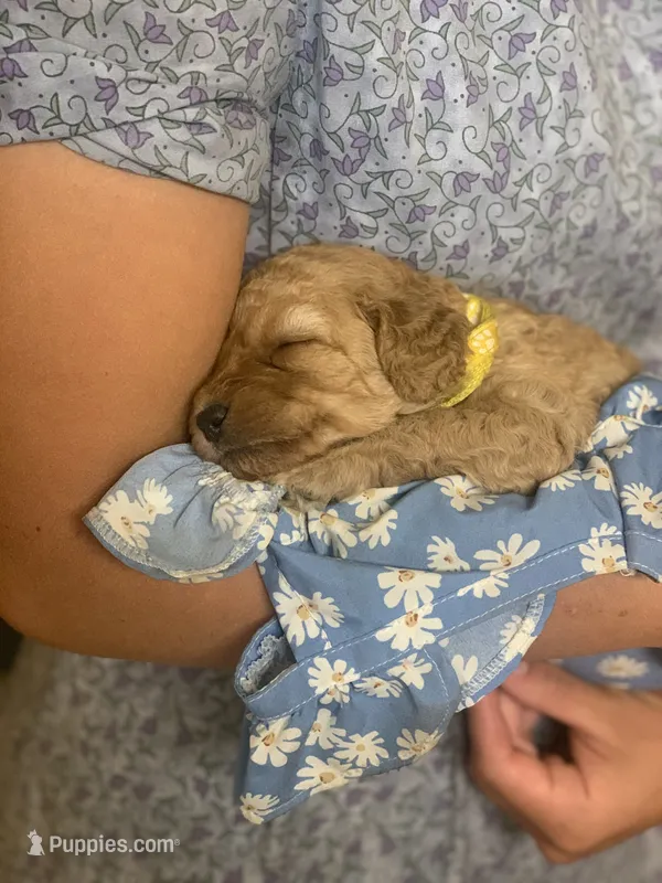 Roxy – Poodle - Miniature , Miniature Goldendoodle puppy for sale in Hillsboro, WI